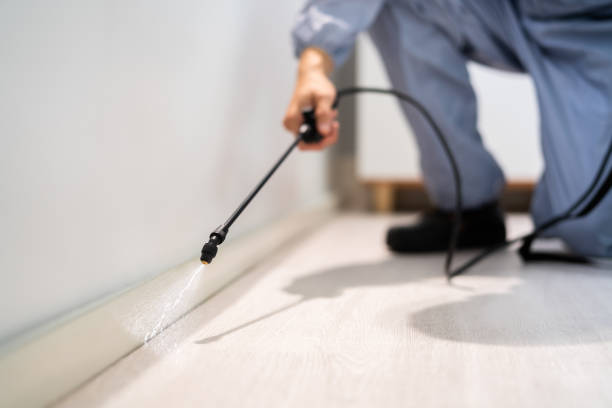 Licensed Wasp Removal service in Grantsburg, WI - Show Me Pest Control